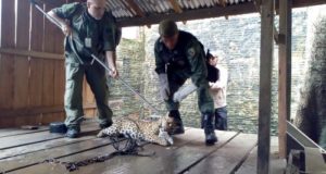 BATALHÃO AMBIENTAL REALIZA RESGATE DE ONÇA-PINTADA NO MUNICÍPIO DE ITACOATIARA