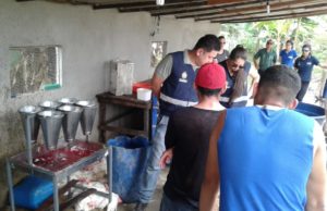 PC INDICIA POR MAUS-TRATOS MULHER QUE MANTINHA ABATEDOURO CLANDESTINO DE AVES NA RODOVIA AM-010