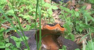 Cobra ‘sorridente’ é vista em rara aparição em parque dos EUA