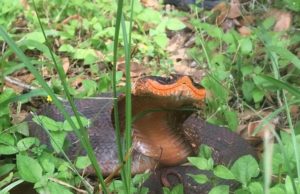 Cobra ‘sorridente’ é vista em rara aparição em parque dos EUA