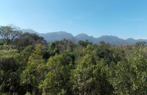 Desmatamento da Mata Atlântica no último ano foi o menor desde 1985