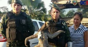 Batalhão Ambiental resgata bicho-preguiça em via pública