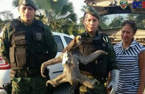 Batalhão Ambiental resgata bicho-preguiça em via pública