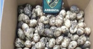 Mais de 250 ovos de quelônios são encontrados em embarcação, em Manaus