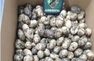 Mais de 250 ovos de quelônios são encontrados em embarcação, em Manaus