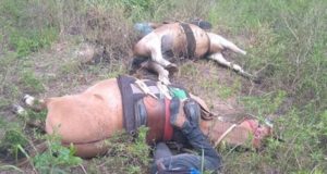 Funcionários de fazenda e cavalos morrem eletrocutados