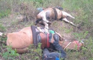 Funcionários de fazenda e cavalos morrem eletrocutados
