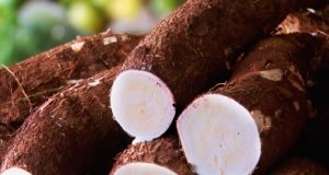 Sepror abre inscrições para curso de cultivo de mandioca no Amazonas