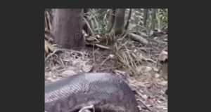 Em Apuí, pescadores filmam sucuri de 9 metros na mata amazônica