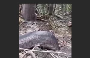 Em Apuí, pescadores filmam sucuri de 9 metros na mata amazônica