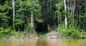 Capes deve liberar R$ 7 milhões para pesquisas na Amazônia Legal