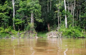 Capes deve liberar R$ 7 milhões para pesquisas na Amazônia Legal
