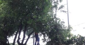 Podas de árvores oriundas de projeto de manejo ornamentam fesPIM