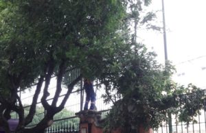 Podas de árvores oriundas de projeto de manejo ornamentam fesPIM