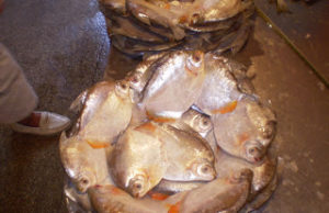 Começa o período de defeso de oito espécies de peixes amazônicos