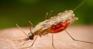 Pesquisa indica possibilidade de barrar transmissão da malária no país