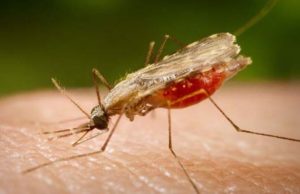 Pesquisa indica possibilidade de barrar transmissão da malária no país
