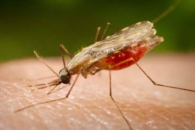 anopheles.portalbiologia