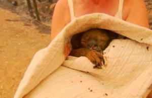 Morreu Lewis, o coala que australiana salvou das chamas