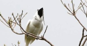 Ave da Amazônia entra para o Guiness pelo maior canto do mundo