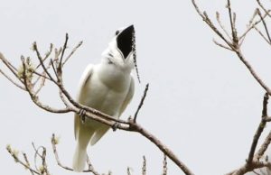 Ave da Amazônia entra para o Guiness pelo maior canto do mundo
