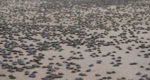 Ribeirinhos soltam 51 mil filhotes de tracajás em Carauari