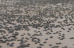 Ribeirinhos soltam 51 mil filhotes de tracajás em Carauari