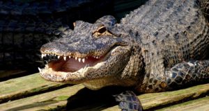 Primeiro abatedouro de jacaré é certificado no Amazonas