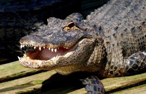 Primeiro abatedouro de jacaré é certificado no Amazonas