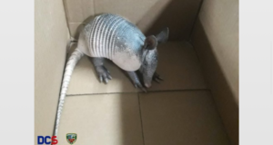 Tatu é resgatado em residência no Cidade de Deus pela PM