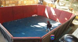 Rinha de galo é desmontada em Tefé: 16 homens foram detidos