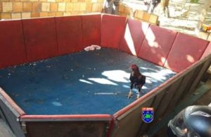 Rinha de galo é desmontada em Tefé: 16 homens foram detidos