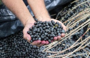 Expedição da Agricultura Familiar coloca em evidência atividades produtivas do interior