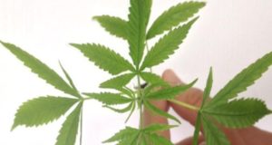 Anvisa autoriza fabricação e venda de medicamentos à base de cannabis