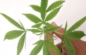 Anvisa autoriza fabricação e venda de medicamentos à base de cannabis