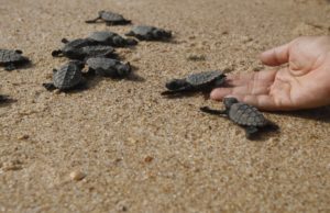 Pesca, plástico, aquecimento global e óleo são ameaças para tartarugas