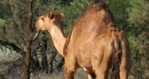 De helicóptero, franco-atiradores vão matar 10 mil camelos na Austrália