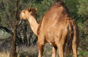De helicóptero, franco-atiradores vão matar 10 mil camelos na Austrália