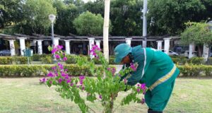 Manaus ficará mais colorida com mudas de bouganville em logradouros públicos
