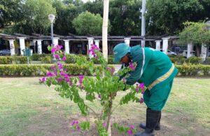 Manaus ficará mais colorida com mudas de bouganville em logradouros públicos