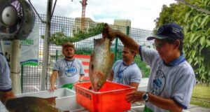 Oitava edição do programa ‘Peixe no Prato’ vai atender moradores do Puraquequara