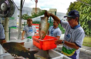 Oitava edição do programa ‘Peixe no Prato’ vai atender moradores do Puraquequara