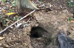 Mãe flagra filho enterrando corpo de nora no quintal e o entrega para a polícia