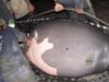 Peixe-boi reabilitada no Inpa e liberada há menos de dois anos nos rios da Amazônia está grávida