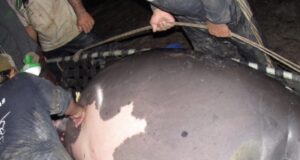 Peixe-boi reabilitada no Inpa e liberada há menos de dois anos nos rios da Amazônia está grávida
