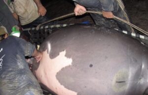 Peixe-boi reabilitada no Inpa e liberada há menos de dois anos nos rios da Amazônia está grávida