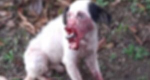 Crueldade – Homem corta focinho de cachorro em Novo Aripuanã