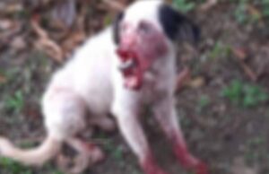 Crueldade – Homem corta focinho de cachorro em Novo Aripuanã