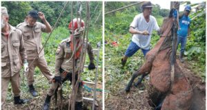 Bombeiros resgatam cavalo que caiu em fossa desativada em Iranduba