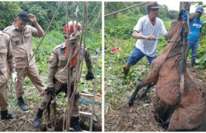 Bombeiros resgatam cavalo que caiu em fossa desativada em Iranduba